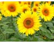 Plant de Tournesol Jaune